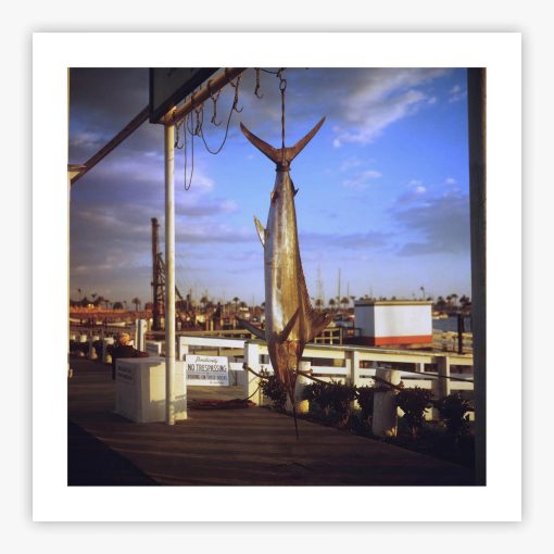 Game Fish - Image 2