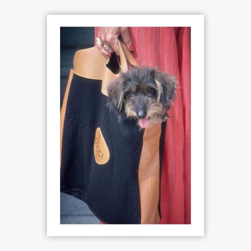 Gucci Pooch - Image 2