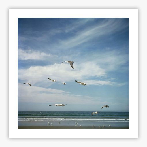 San Diego Gulls - Image 2