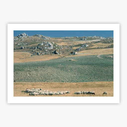 Sicilan Flock - Image 2