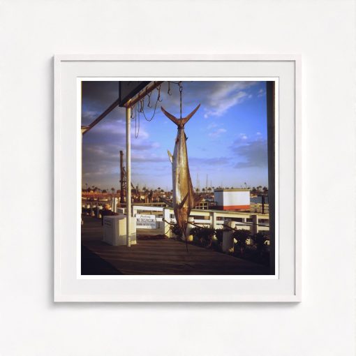Game Fish - Image 5