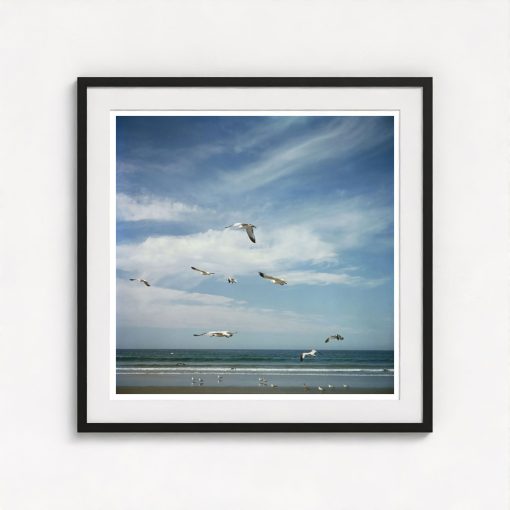 San Diego Gulls - Image 3