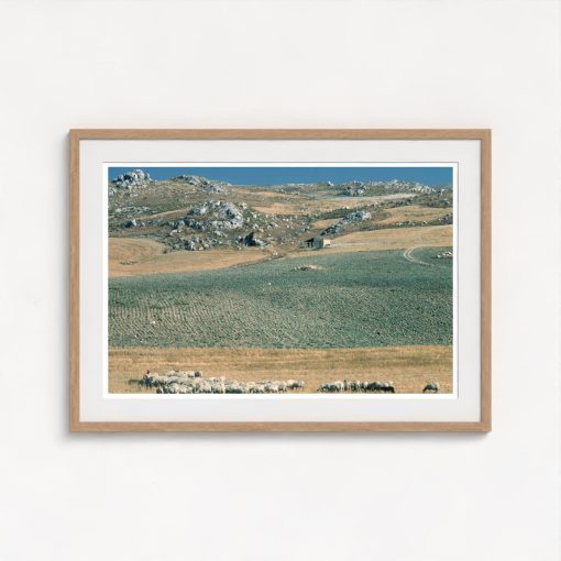 Sicilan Flock - Image 7