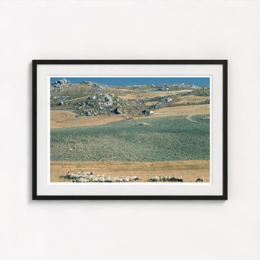 Sicilan Flock - Image 3