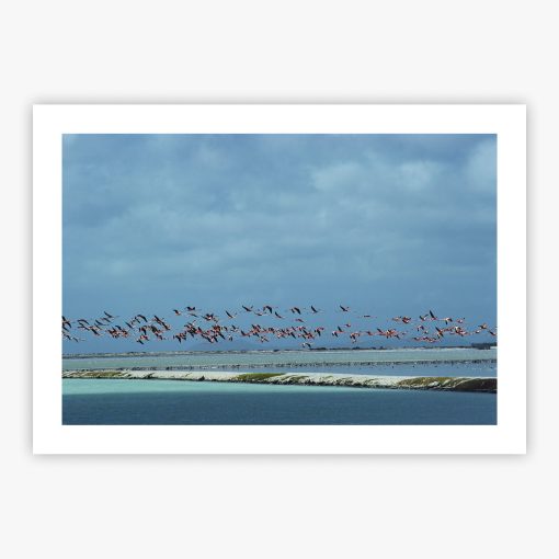 Flamingos In Flight - Image 2