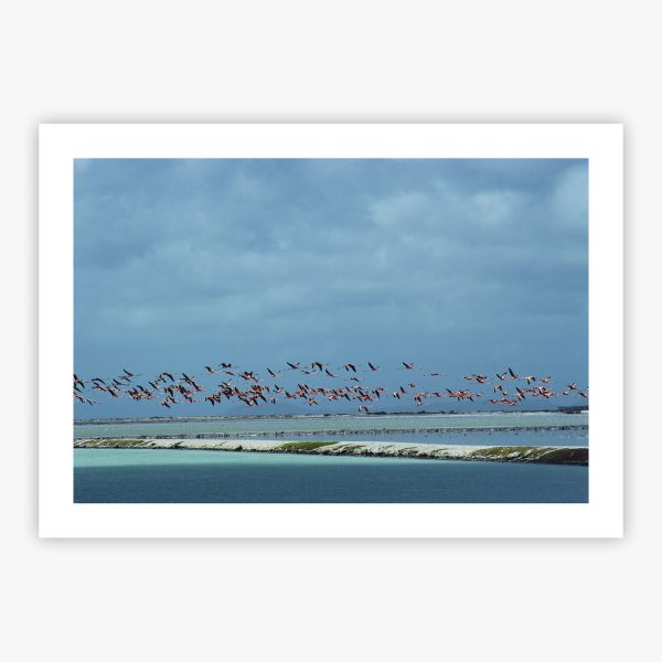 Flamingos In Flight