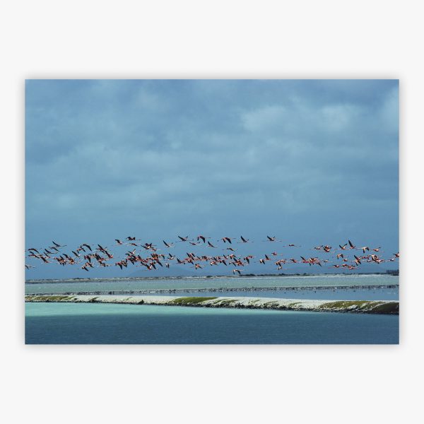 Flamingos In Flight