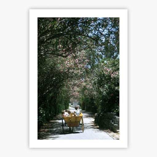 Oleander Drive - Image 2