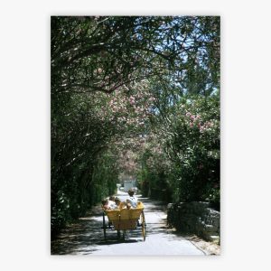 Oleander Drive