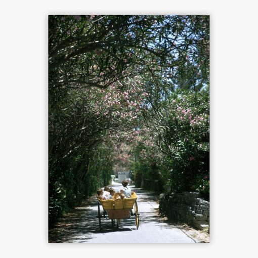 Oleander Drive