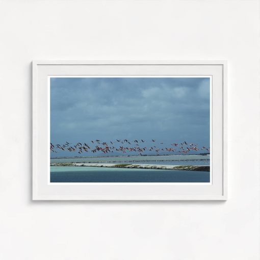 Flamingos In Flight - Image 5