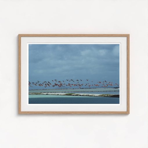 Flamingos In Flight - Image 7