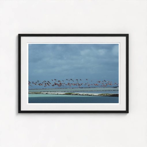 Flamingos In Flight - Image 3