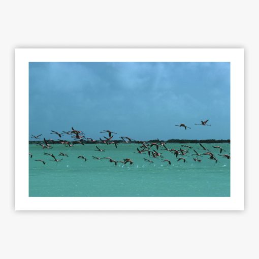 Flamingos In Curacao - Image 2