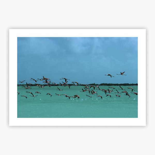 Flamingos In Curacao