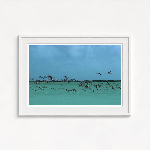 Flamingos In Curacao - Image 5
