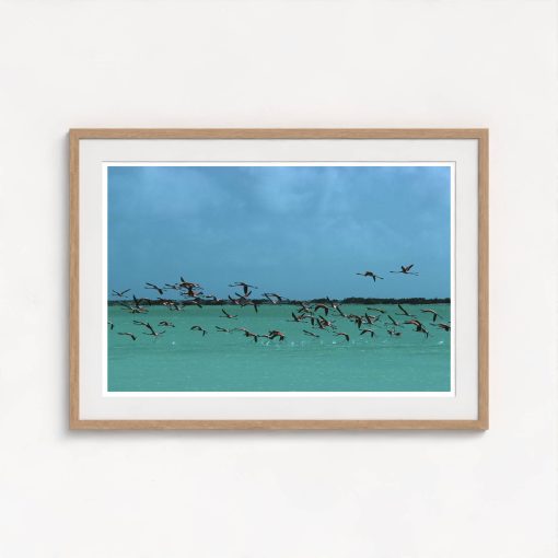 Flamingos In Curacao - Image 7
