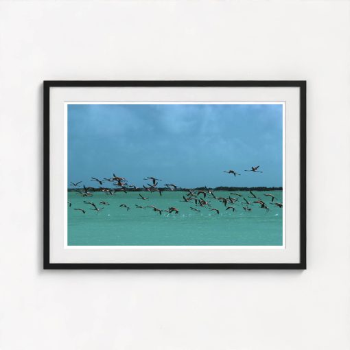 Flamingos In Curacao - Image 3