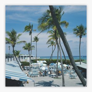 Florida Palms