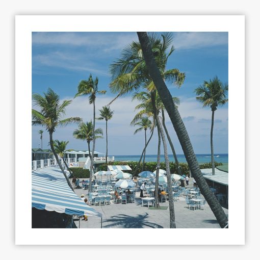 Florida Palms - Image 2