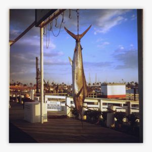 Game Fish