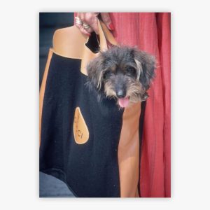 Gucci Pooch
