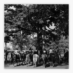 Horse Show