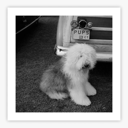 Old English Sheepdog - Image 2