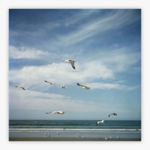 San Diego Gulls