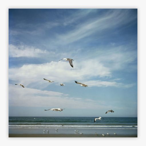 San Diego Gulls