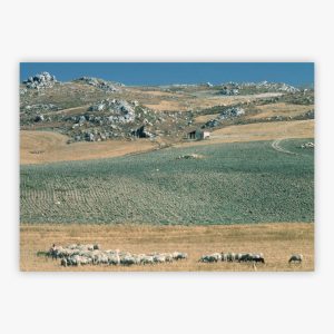 Sicilan Flock