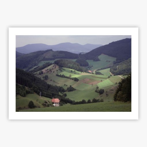 The Black Forest - Image 2