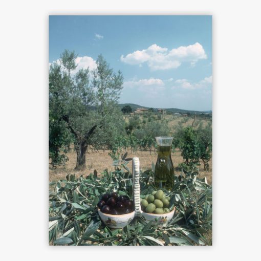 Tuscan Olive Grove